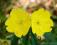 WIESIOŁEK KRZEWIASTY - DUŻE I LICZNE ŻÓŁTE KWIATY!