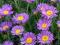 ASTER BYLINOWY FIOLETOWY 1 SZT.