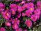 Aster krzaczasty Alice Haslam - czerwony C0,5