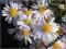 Aster krzaczasty Apollo - biały C0,5