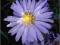 Aster krzaczasty Lady in Blue  jasnoniebieski C0,5