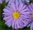 Aster krzaczasty Mittelmeer - lawendowy C0,5