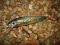WOBLER JAXON - 10cm/10g - OKAZJA  !