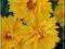 Nachyłek wielkokwiatowy Sunray żółty pełny C0,5