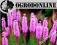LIATRIS SPICATA - LIATRA KŁOSOWA    Różowa maczuga