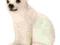 SCHLEICH 14660 NIEDŹWIEDŹ POLARNY - Białołęka W-wa