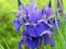 Kosaciec syberyjski IRIS SIBIRICA Niebieski P11