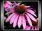 Jeżówka Purpurowa (Echinacea Purpurea) * Nasiona *