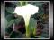 Bieluń Surmikwiat (Datura Metel) Nasiona