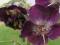 BODZISZEK ŻAŁOBNY SAMBOR GERANIUM PHAEUM