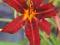 Liliowiec Crimson Pirate Hemerocallis kłącze