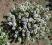 TYMIANEK WŁAŚCIWY Thymus vulgaris 100 NASION zioła