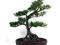 Podocarpus - bonsai indoor