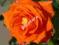 RÓŻA pomarańczowa MONIKA róże KRZEWY RÓŻ