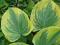 Hosta 'Clifford's Forest Fire' - Funkia