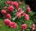 RÓŻA różowa ROSARIUM róże KRZEWY RÓŻ pnąca pnącze