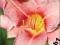 Liliowiec Pink Damask  różowy C0,5