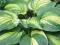 030 Hosta Funkia Hollywood Lights piękny liść