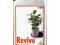 REVIVE 1L, ADVANCED NUTRIENTS