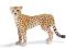 SCHLEICH GEPARD, SAMICA new 2010