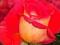 Róże Wielkokwiatowa POMARAŃCZOWO RÓŻOW  Rosa Ogród