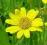 ARNIKA GÓRSKA, KUPALNIK  ARNICA MONTANA 9