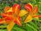 HEMEROCALLIS LILIOWIEC OGRODOWY FRANS HALS *TANIO*