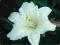 HEMEROCALLIS LILIOWIEC OGRODOWY GENTLE SHEAPHERD