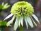 ECHINACEA JEŻÓWKA COCONUT LIME *OKAZJA* ŚLICZNA