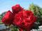 RÓŻA ANGIELSKA CZERWONA SILNIE PACHNĄCA