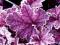 Heuchera 'Midnight Bayou' - Żurawka NOWOŚĆ !!! !!!