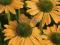 Echinacea 'Summer Passion' - Jeżówka NOWOŚĆ !!! !!
