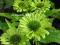 Echinacea 'Green Jewel' - Jeżówka ZIELONA NOWOŚĆ!!