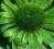 Echinacea 'Green Jewel' - Jeżówka ZIELONY KLEJNOT!