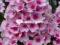 08 Phlox  Bright Eyes - duże kule pachnace