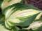 Hosta 'Island Charm' - Funkia CZARUJĄCA MINIATURA