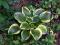 Hosta 'Queen Josephine' - Funkia BŁYSZCZĄCE LIŚCIE