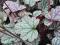 Heuchera 'Prince of Silver'  Żurawka KSIĄŻE SREBRA