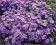 Floks szydlasty Purple Beauty - purpurowy C0,5