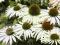 Echinacea purpurea 'Baby Swan White' - Jeżówka
