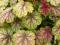 Heuchera 'Van Gogh' - Żurawka