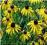 Rudbekia błyskotliwa - żółty C0,5