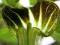 Arisaema amurense - Arizema MOZAIKOWE DZBANKI !!!