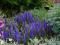 Veronica 'Ulster Dwarf Blue' - Przetacznik KARŁOWY