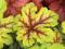 Heucherella 'Alabama Sunrise' - Żuraweczka NOWOŚĆ!