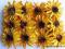 *mojedekorowanie*Słoneczniki mega komplet 12szt