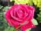 RÓŻA WIELKOKWIATOWA MAZOWSZE - raduje /PRODUCENT