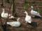 kaczki francuskie oraz jaja lęgowe 30 ras