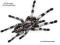 Poecilotheria miranda - samica 6lat - bez ceny min