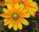 Rudbekia Hirta Prairie Sun -sadzonka